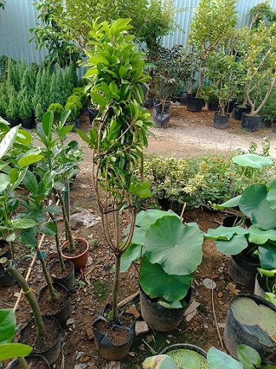 Bán Cây Hồng Xiêm có trái tại HCM