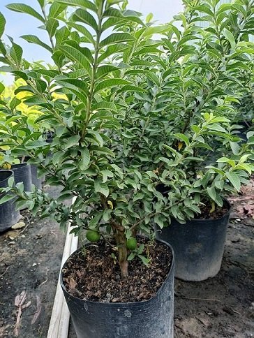 Bán Cây Ổi Sẻ Trồng Chậu Có Trái