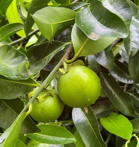 Bán Cây Hồng Socola Trồng Chậu Có Trái