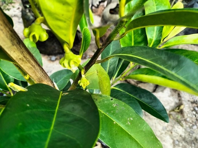 Bán Cây Hồng Socola Trồng Chậu Có Trái 3