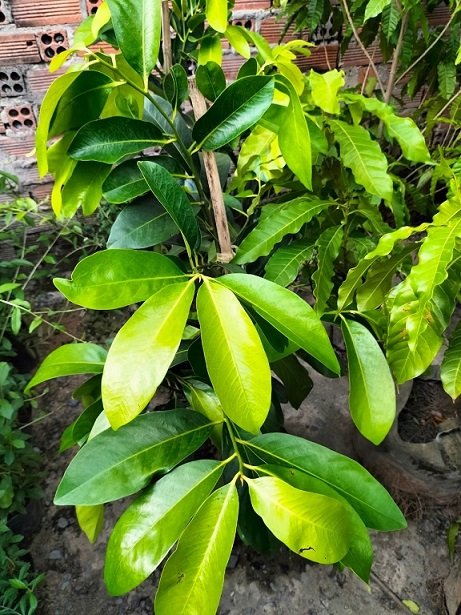 Bán Cây Hồng Socola Trồng Chậu Có Trái 2