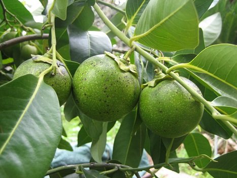 Cây Hồng Đen Sôcola
