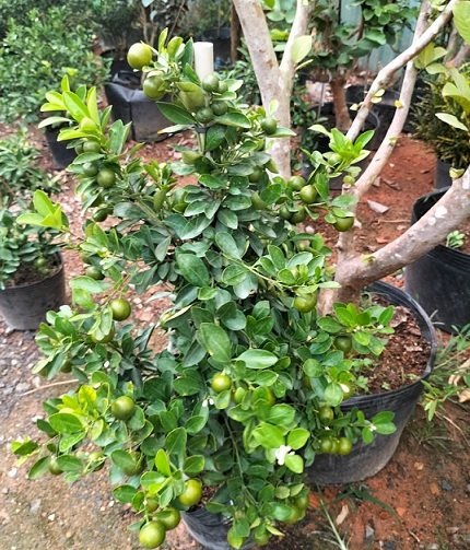Bán Cây Tắc Trồng Chậu Có Trái Chưng Tết 2