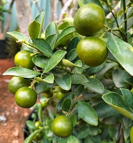 Bán Cây Tắc Trồng Chậu Có Trái Chưng Tết