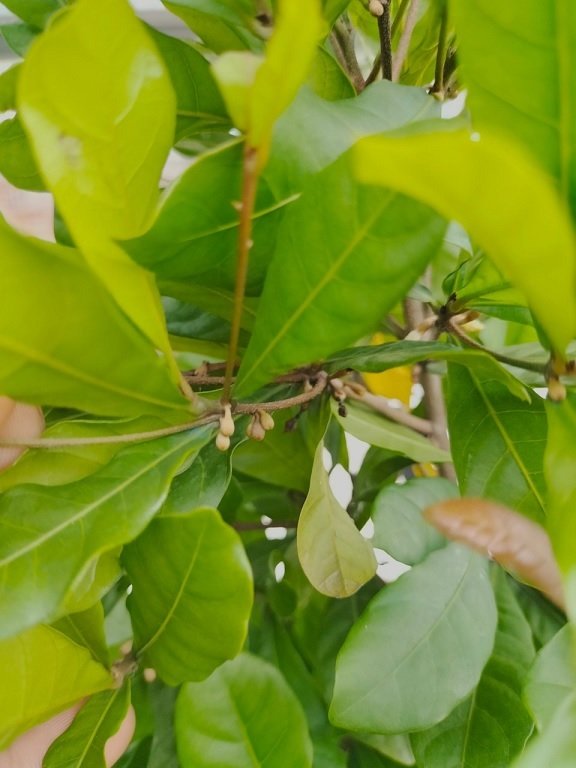 Bán Cây Thần Kỳ Có Trái Tại Quận 12 HCM 2