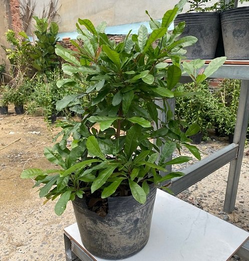 Bán Cây Thần Kỳ Có Trái Tại Quận 12 HCM 3