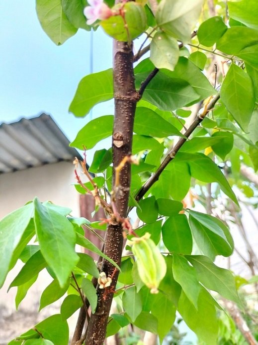 Bán Cây Khế Ngọt Trồng Chậu Có Trái HCM