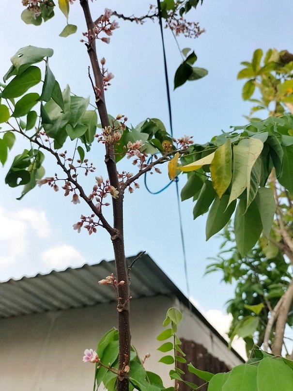 Bán Cây Khế Ngọt Trồng Chậu Có Trái HCM 2