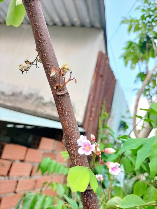 Bán Cây Khế Ngọt Trồng Chậu Có Trái HCM 3