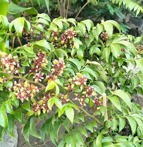 Cây Khế Chua Trồng Chậu Có Trái HCM 3
