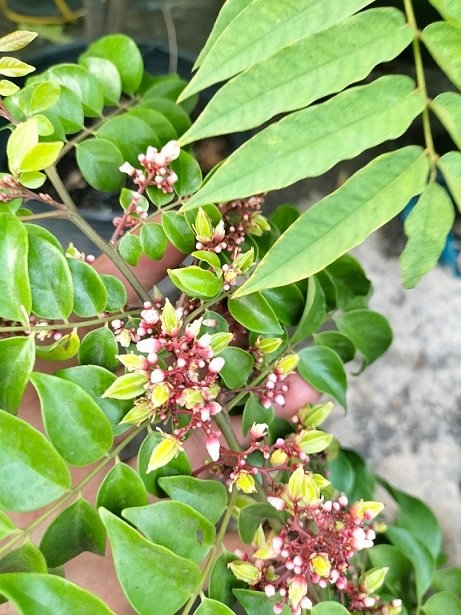 Cây Khế Chua Trồng Chậu Có Trái HCM 2