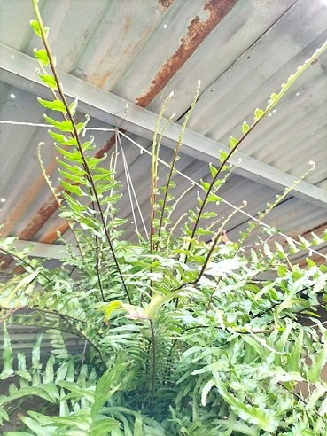 Cây Dương Xỉ Thòng Thái Lan 2