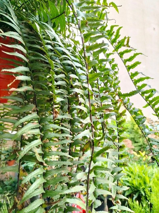 Cây Dương Xỉ Thòng Thái Lan 3