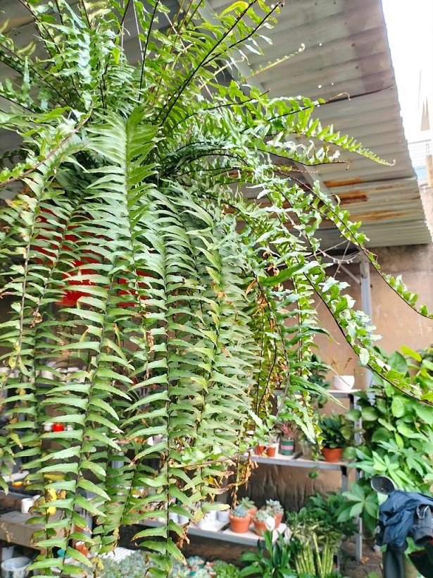 Cây Dương Xỉ Thòng Thái Lan