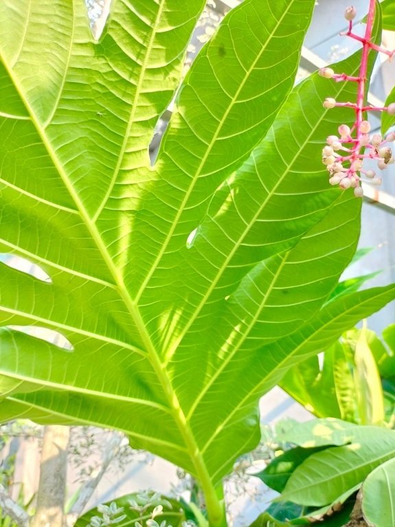 Bán Cây Sa Kê Ở HCM