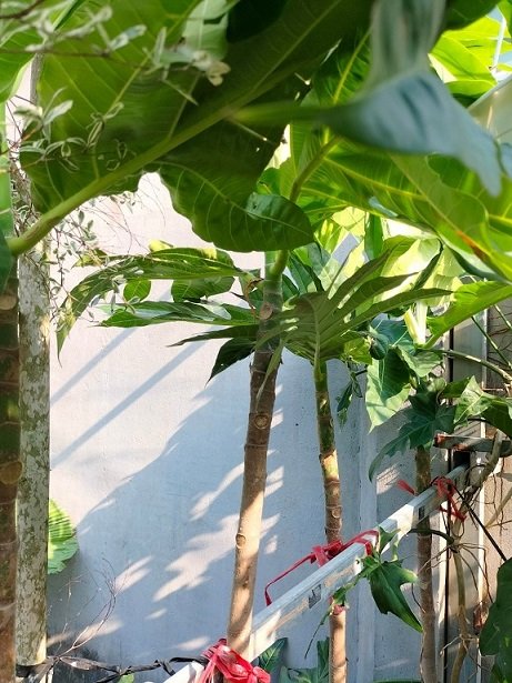 Bán Cây Sa Kê Ở HCM 2