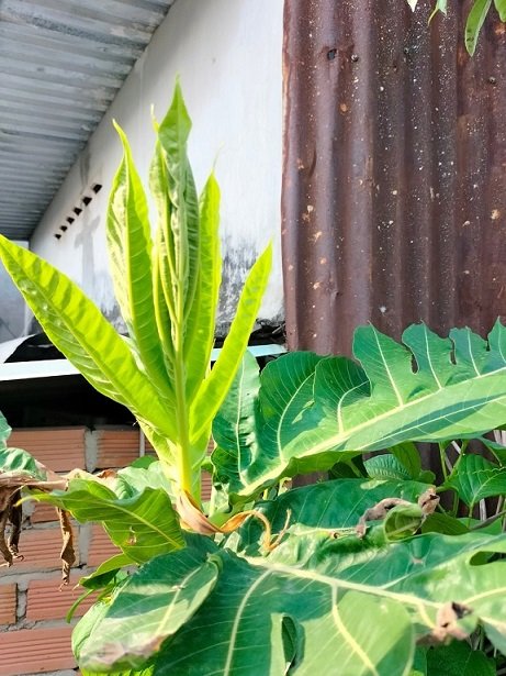 Bán Cây Sa Kê Ở HCM 3