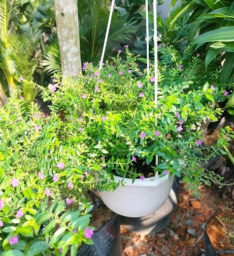 Cây Cẩm Tú Mai Trồng Chậu Treo 3