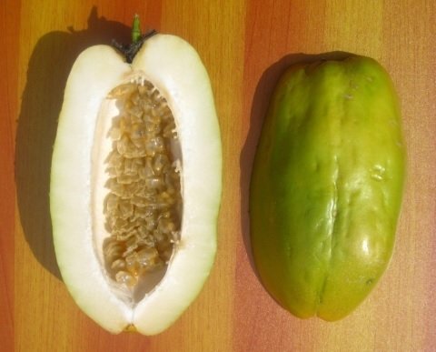 Cây Dưa Gang Tây 2