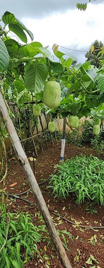 Bán Cây Giống Dưa Tây (cây dây leo ăn trái)