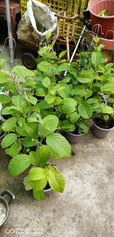 Bán Cây Giống Dưa Tây (cây dây leo ăn trái) 2