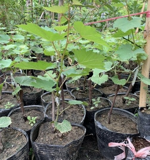 Cây Giống Nho Ngón Tay 3