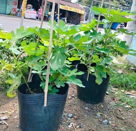 Cây Sung Mỹ Trồng Chậu Có Trái 2