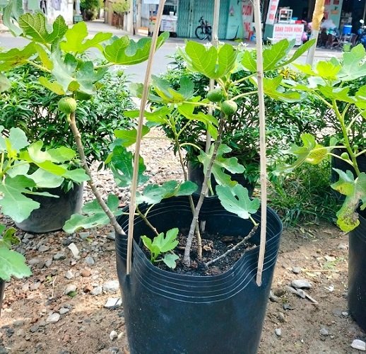Cây Sung Mỹ Trồng Chậu Có Trái 3