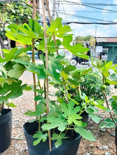 Cây Sung Mỹ Trồng Chậu Có Trái