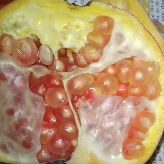 Cây Lựu Trắng (lựu bạch) Trồng Chậu 2