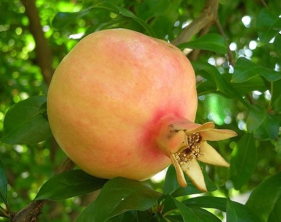 Cây Lựu Trắng (lựu bạch) Trồng Chậu 3