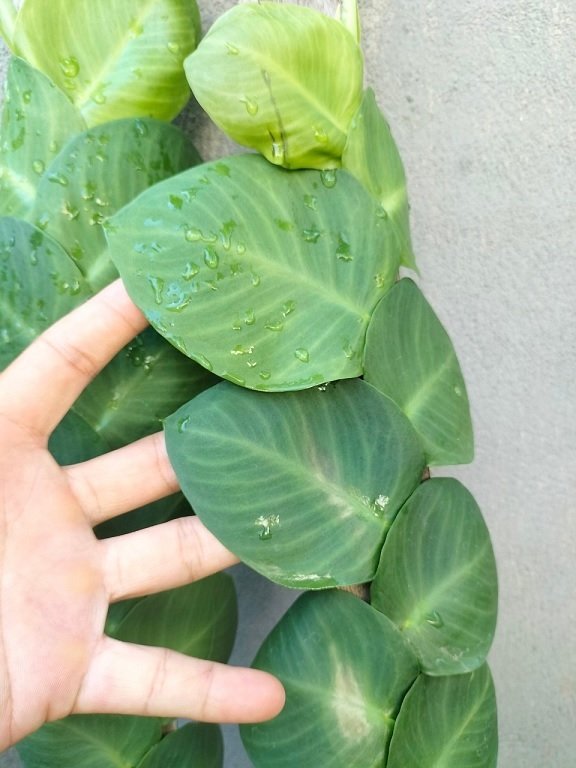 Cây Tắc Kè Thái Lá Lớn (bám trụ gỗ) 3