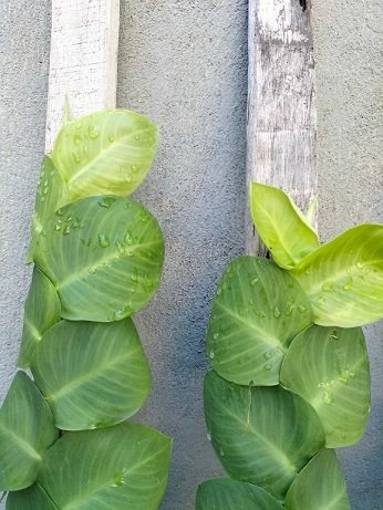 Cây Tắc Kè Thái Lá Lớn (bám trụ gỗ) 2