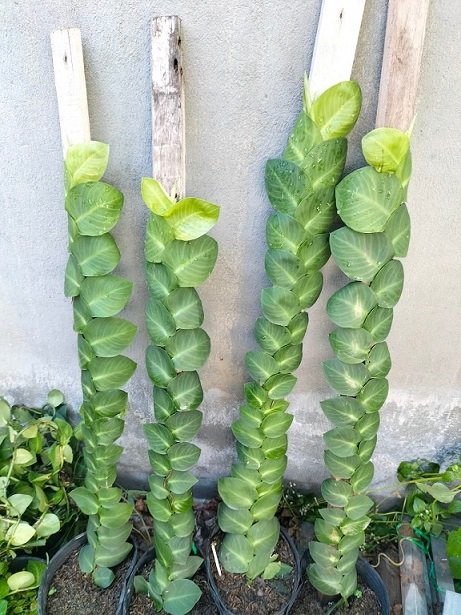 Cây Tắc Kè Thái Lá Lớn (bám trụ gỗ)