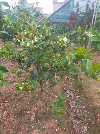 Cây Cherry Nam Mỹ Trưởng Thành (chuẩn bị có trái) 3
