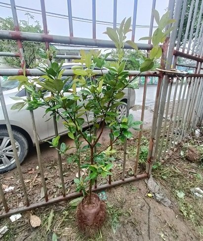 Cây Cherry Nam Mỹ Trưởng Thành (chuẩn bị có trái) 2