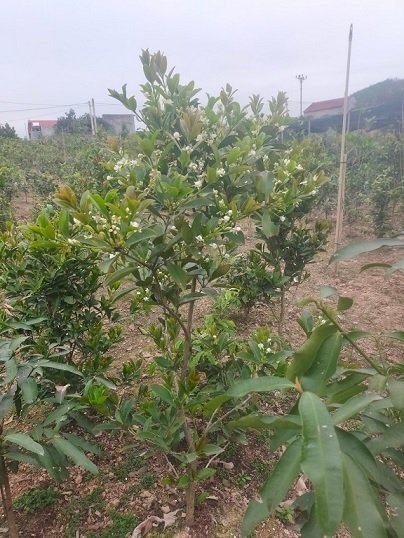 Cây Cherry Nam Mỹ Trưởng Thành (chuẩn bị có trái)