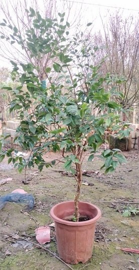 Cây Nho Thân Gỗ Trưởng Thành (chuẩn bị cho trái) 2