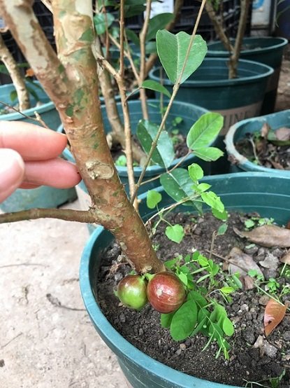 Cây Nho Thân Gỗ Trưởng Thành (chuẩn bị cho trái)