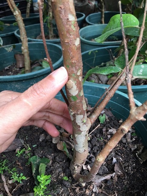 Cây Nho Thân Gỗ Trưởng Thành (chuẩn bị cho trái) 3