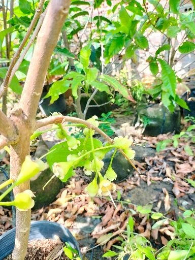Cây Mận Hồng Sóc Trắng (MST) 3