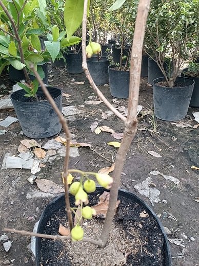 Cây Mận An Phước Trồng Chậu Có Trái 2
