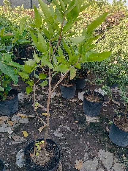 Cây Mận An Phước Trồng Chậu Có Trái 3