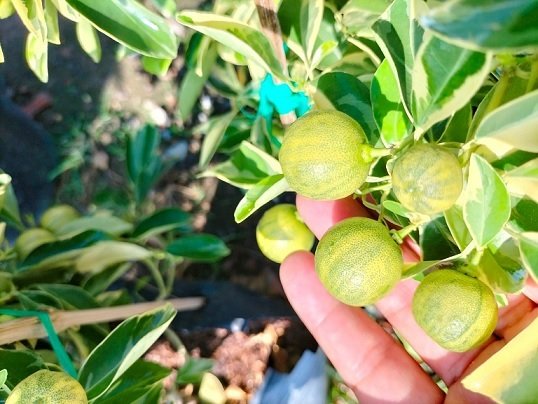 Cây Tắc Cẩm Thạch Trồng Chậu Có Trái