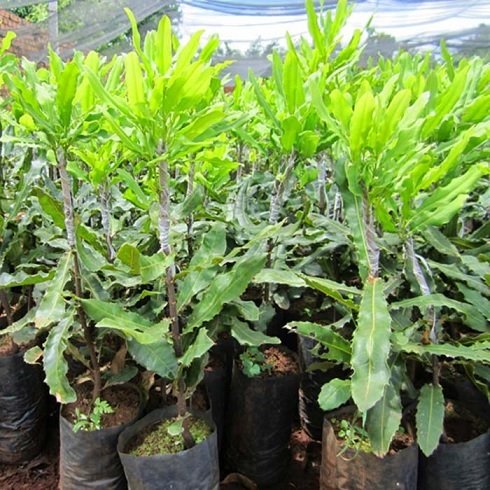 Cây Mắc Ca Giống 3