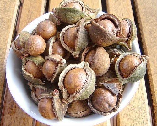 Cây Mắc Ca Giống