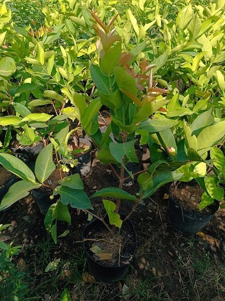 Cây Mắc Ca Giống 2