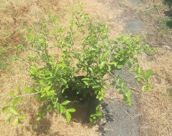 Cây Sơ Ri Trồng Chậu Giá Rẻ HCM 3