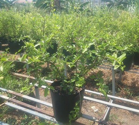 Cây Sơ Ri Trồng Chậu Giá Rẻ HCM 2