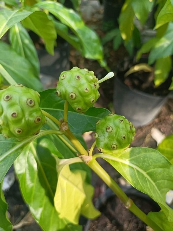 Cây Nhàu Trồng Chậu 2